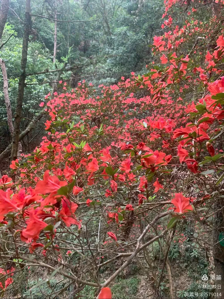 阳春三月揭西龙山风景区野生杜鹃花开了